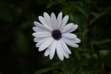 Boulder Bay flower.JPG