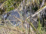 Okavango Delta rocky, Botswana, Africa