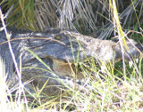 Okavango Delta rocky crocy, Botswana, Africa