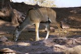 c kudu female a.JPG