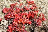 Bearberry