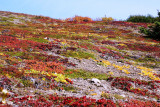 DSC01707.JPG