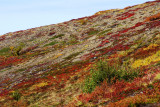 DSC01716.JPG