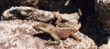Cape Town - Table Mountain Lizzard