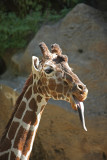 Camera shy Giraffe