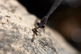 DmsFly_2043.JPG