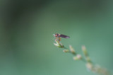 SomeFly_2171.JPG