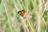 SomeFly_2162.JPG