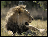 Impressive Male Lion