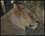 Lioness napping