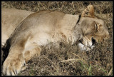 Lioness sleeping in african sun
