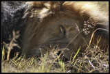 Male Lion sleeping in african sun