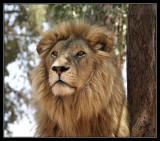 Alert Male Lion