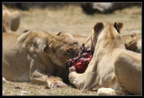 Lionesses eating
