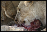 Lionesses eating closeup
