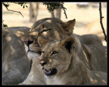 Lioness and cub after eating