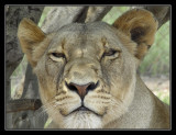 Krugersdorp Lionpark