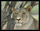 Krugersdorp Lionpark