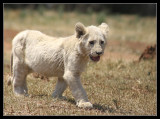 Lion Cub