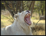 White Lion yawning