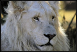 White Lion closeup