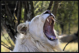 White Lion yawning