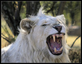 White Lion yawning