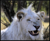 Grumpy White Lion