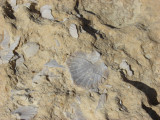 Fossil shells.jpg