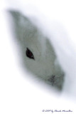 Arctic hare