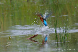 Common Kingfisher