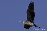 Grey Heron (Ardea cinerea)