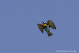 European Bee eater (Merops apiaster)