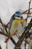 Blue Tit  (Parus caeruleus)