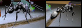 Ant by Caleb RiversRun 1.jpg