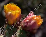 Prickly Pear Pair