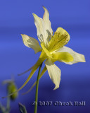 Yellow Columbine On Blue