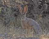 Antelope Island Jack Rabbit