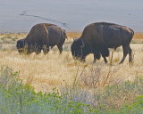 Antelope Island Buffalo
