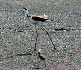 Black-necked Stilt -female struttn her stuff