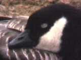 Cackling Goose - bill - 12-14-05
