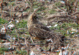 Short-eared owl - 11-26-06