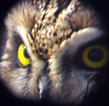 Short-eared Owl - 11-26-06  - eyes