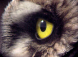 Short-eared Owl - 11-26-06  - right eye -