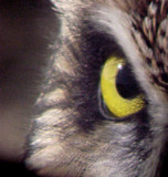Short-eared Owl - 11-26-06  - eye -