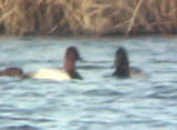 Ring-necked / Canvasback