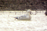 Northern Pintail - albinistic - undertail coverts