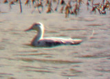 Northern Pintail - albinistic - tail