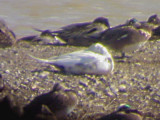 Northern Pintail - albinistic - sleeping