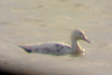 Northern Pintail - albinistic - 12-31-06